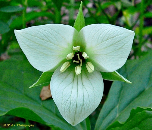 {Trillium simile}